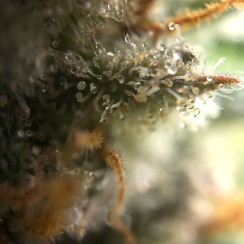 Northern Light Blue growlog timeline photo