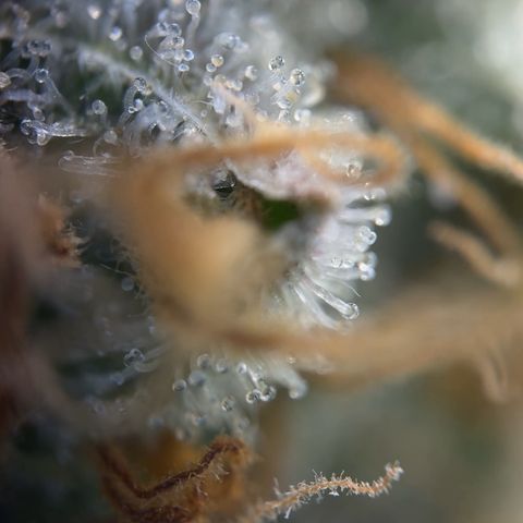 Northern Light Blue growlog timeline photo
