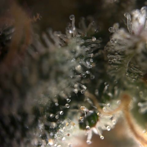 Northern Light Blue growlog timeline photo