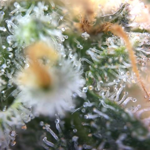Northern Light Blue growlog timeline photo