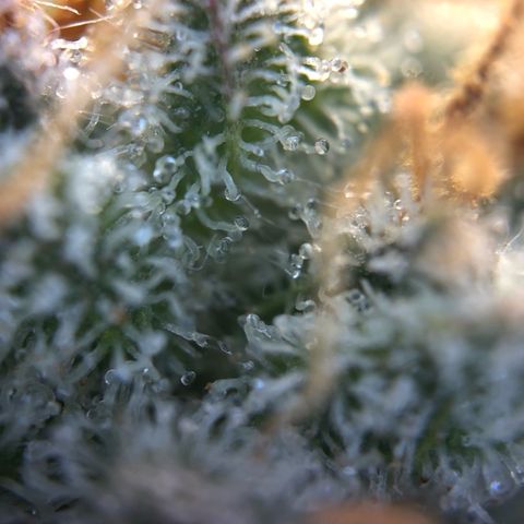 Northern Light Blue growlog timeline photo