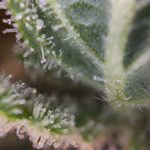 Northern Light Blue growlog timeline photo