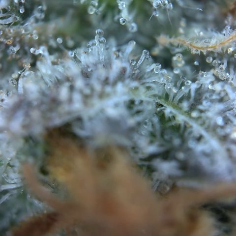 Northern Light Blue growlog timeline photo