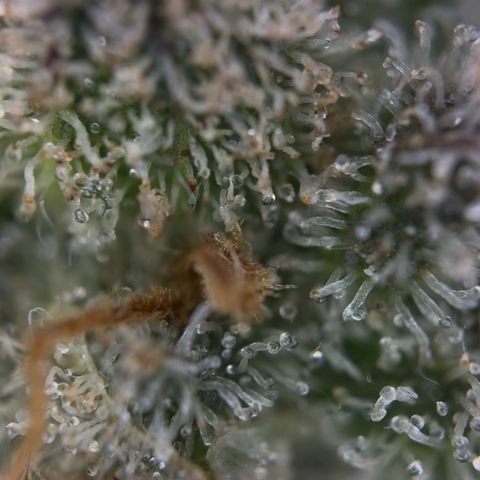 Northern Light Blue growlog timeline photo