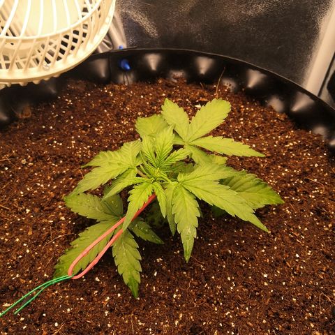 Gorilla Glue growlog timeline photo