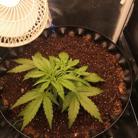 Gorilla Glue growlog timeline photo