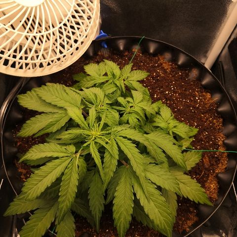 Gorilla Glue growlog timeline photo