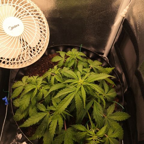 Gorilla Glue growlog timeline photo
