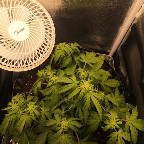 Gorilla Glue growlog timeline photo
