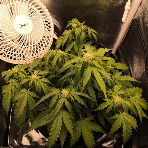 Gorilla Glue growlog timeline photo