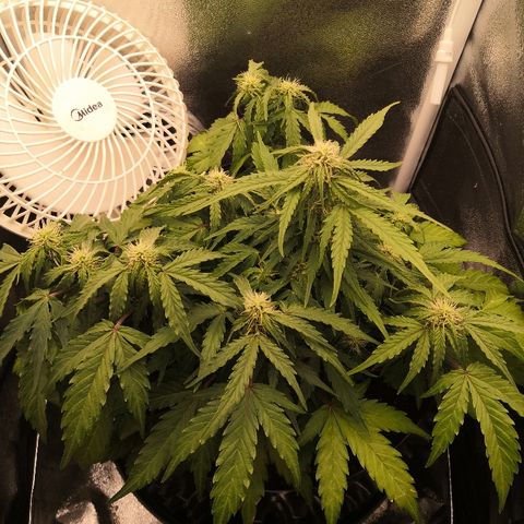 Gorilla Glue growlog timeline photo