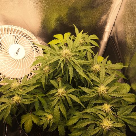 Gorilla Glue growlog timeline photo