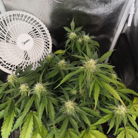 Gorilla Glue growlog timeline photo