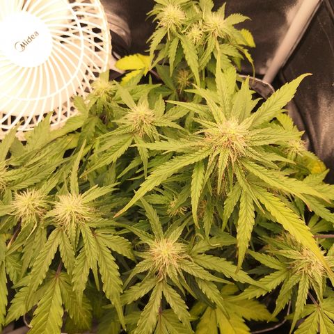 Gorilla Glue growlog timeline photo