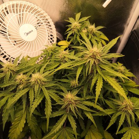 Gorilla Glue growlog timeline photo