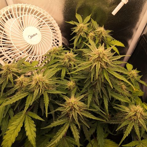 Gorilla Glue growlog timeline photo