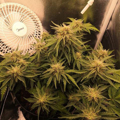 Gorilla Glue growlog timeline photo