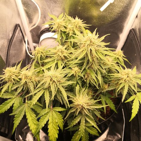 Gorilla Glue growlog timeline photo