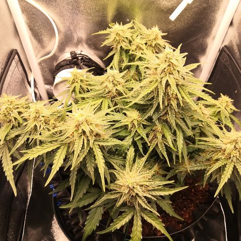 Gorilla Glue growlog timeline photo