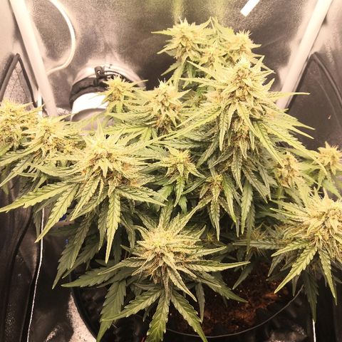 Gorilla Glue growlog timeline photo