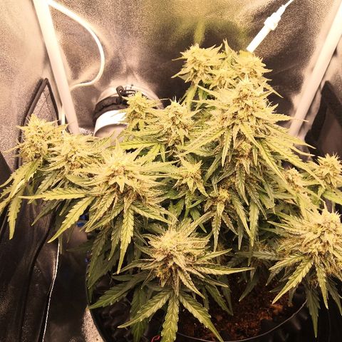 Gorilla Glue growlog timeline photo