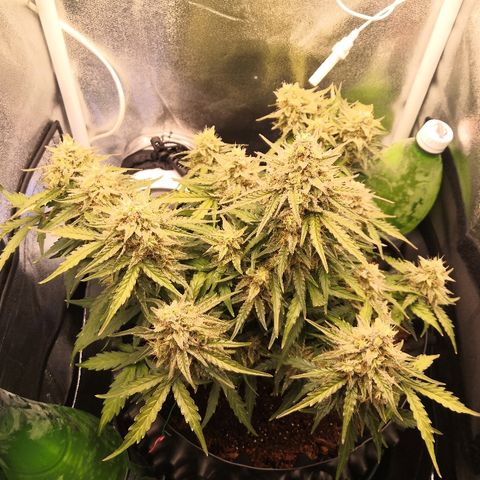 Gorilla Glue growlog timeline photo