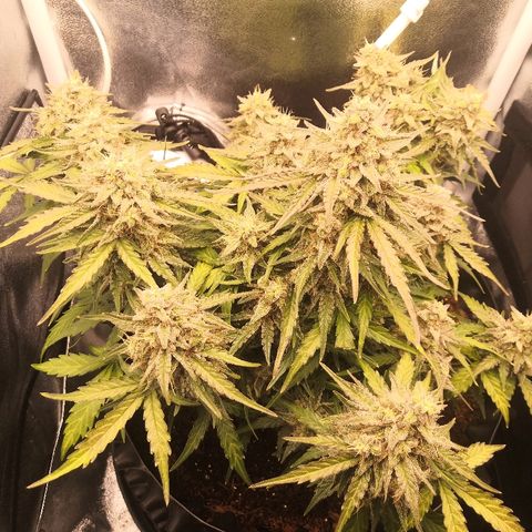 Gorilla Glue growlog timeline photo