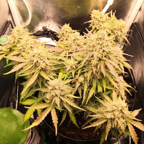 Gorilla Glue growlog timeline photo