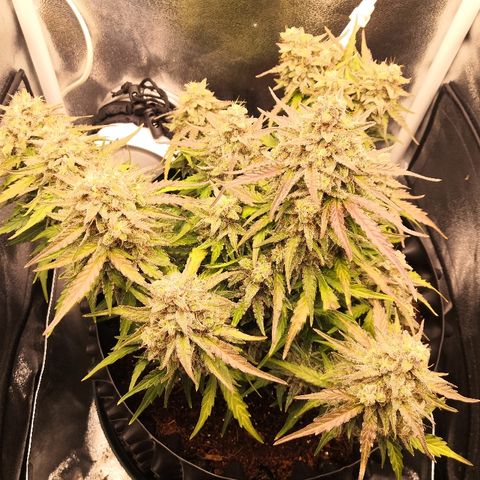 Gorilla Glue growlog timeline photo