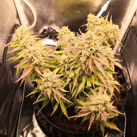 Gorilla Glue growlog timeline photo
