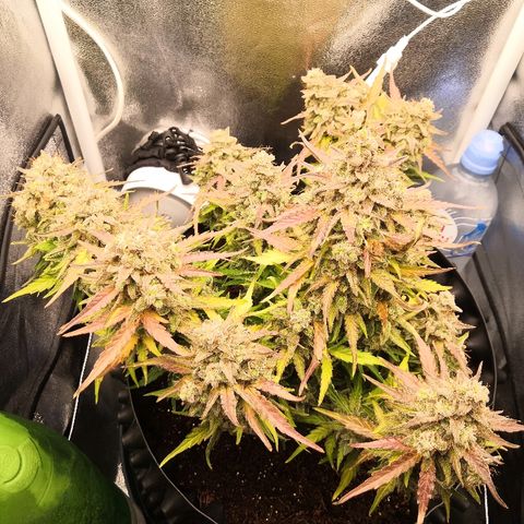Gorilla Glue growlog timeline photo