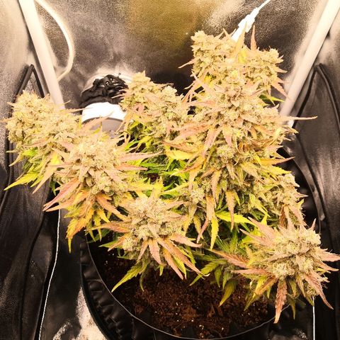 Gorilla Glue growlog timeline photo