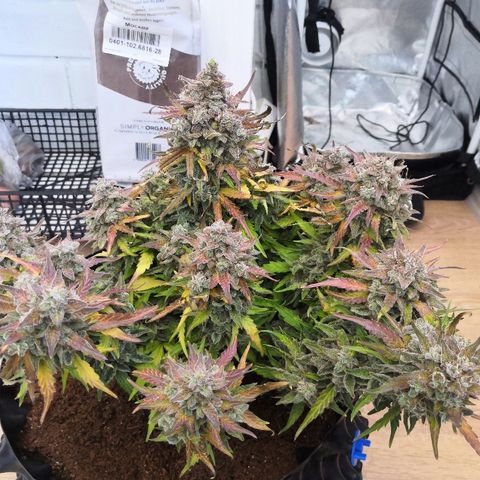 Gorilla Glue growlog timeline photo