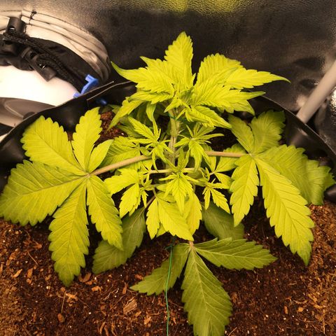 Blackberry growlog timeline photo