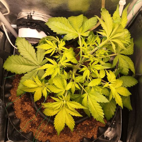 Blackberry growlog timeline photo