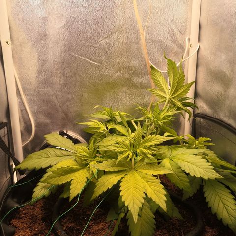 Blackberry growlog timeline photo