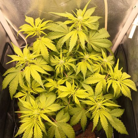 Blackberry growlog timeline photo
