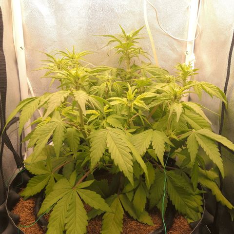 Blackberry growlog timeline photo