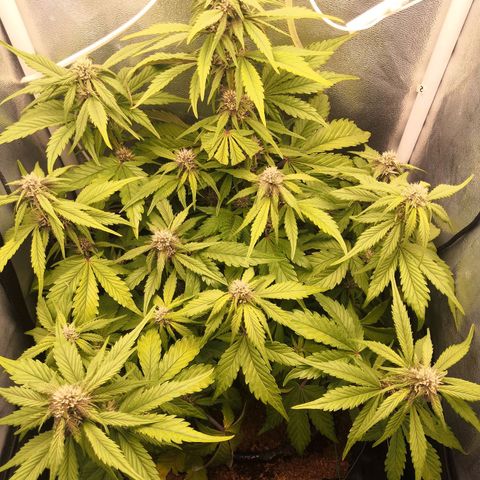 Blackberry growlog timeline photo