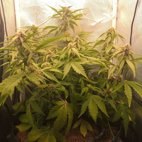 Blackberry growlog timeline photo