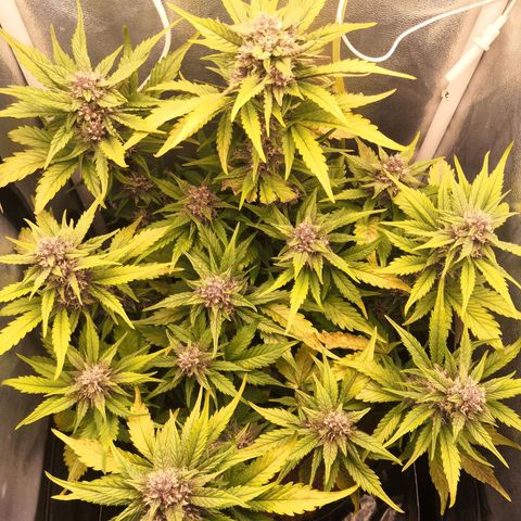 Blackberry growlog timeline photo