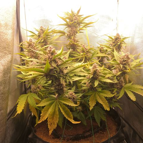 Blackberry growlog timeline photo