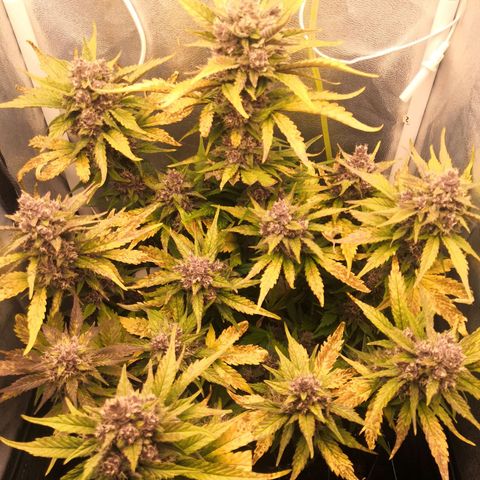 Blackberry growlog timeline photo