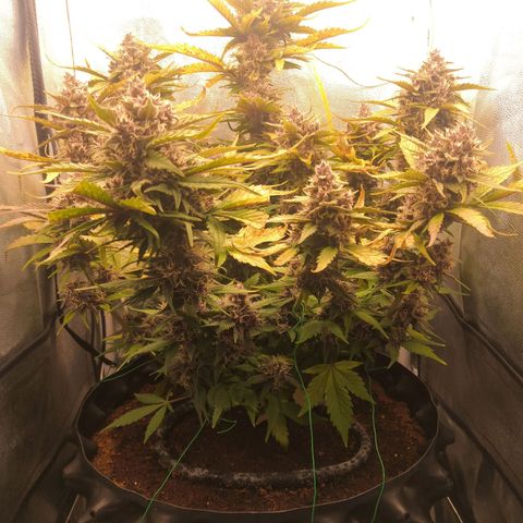 Blackberry growlog timeline photo