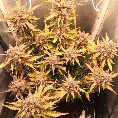 Blackberry growlog timeline photo