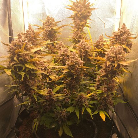 Blackberry growlog timeline photo
