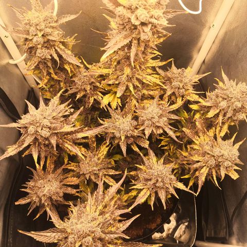 Blackberry growlog timeline photo