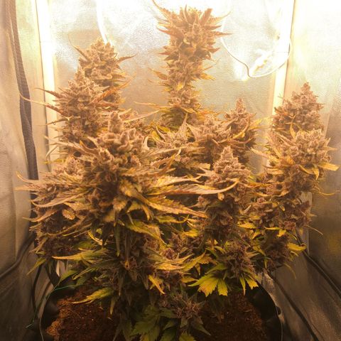 Blackberry growlog timeline photo