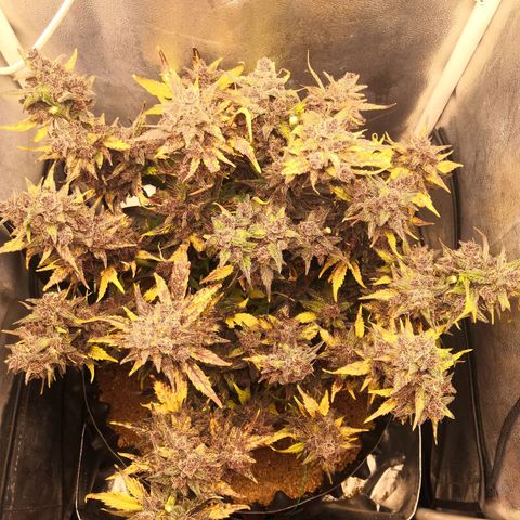 Blackberry growlog timeline photo