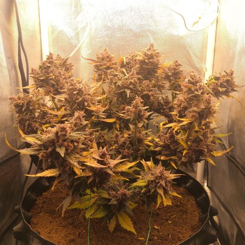 Blackberry growlog timeline photo